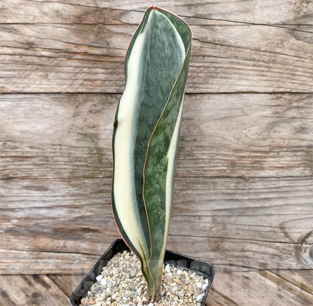 SHPR22072 Sansevieria 'Masoniana' f. variegata - Obrázek 2