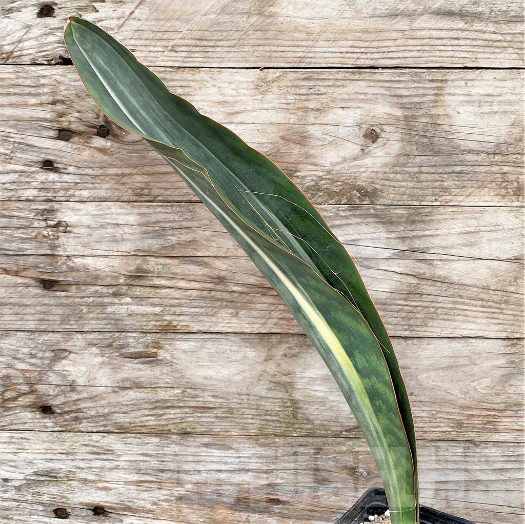 SHPR22073 Sansevieria 'Masoniana' f. variegata - immagine 2