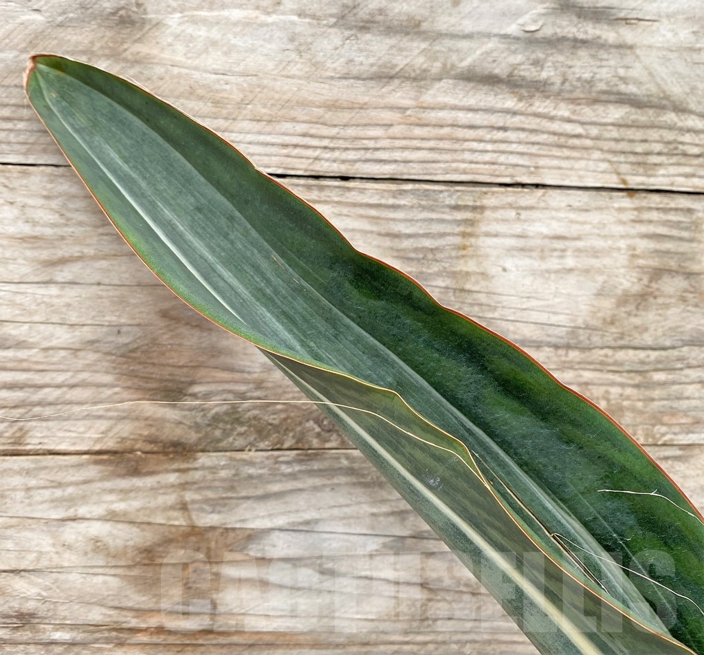 SHPR22073 Sansevieria 'Masoniana' f. variegata