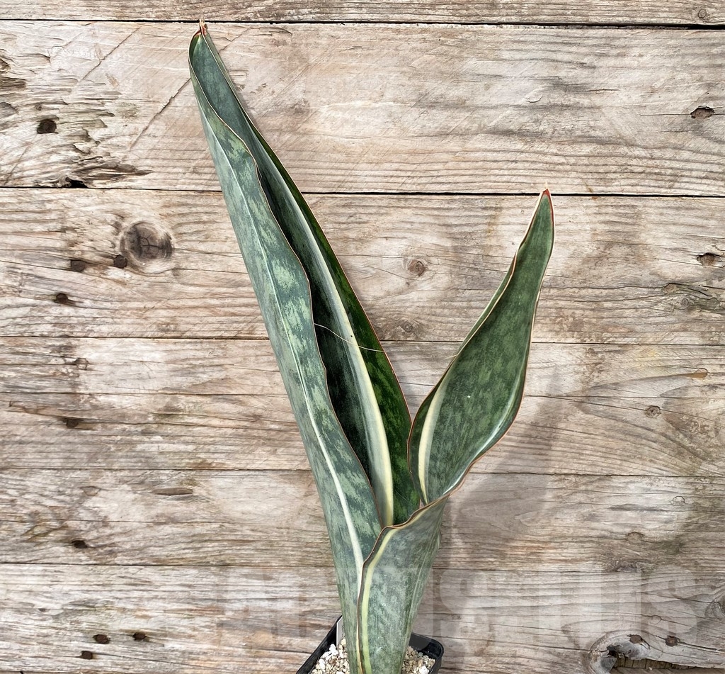SHPR22075 Sansevieria 'Masoniana' f. variegata - immagine 2