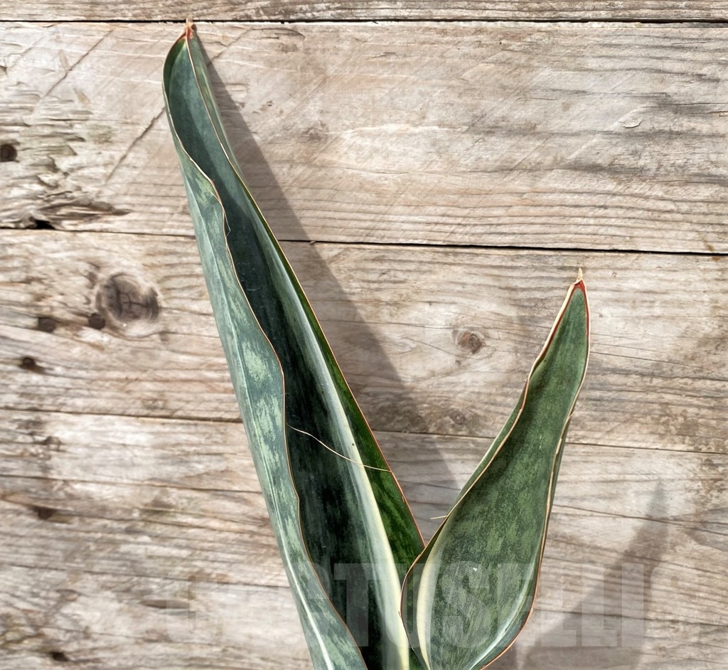 SHPR22075 Sansevieria 'Masoniana' f. variegata