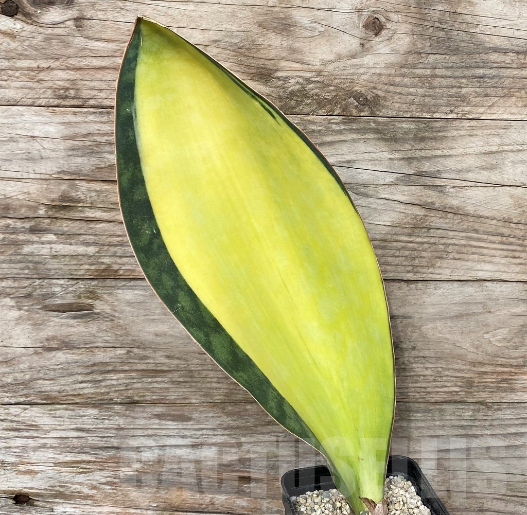 SHPR22076 Sansevieria 'Masoniana' mediopicta