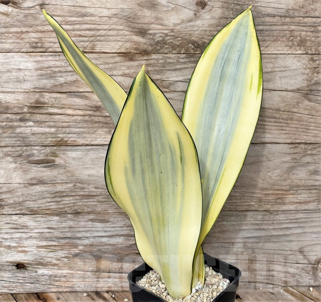 SHPR22077 Sansevieria 'Splash'