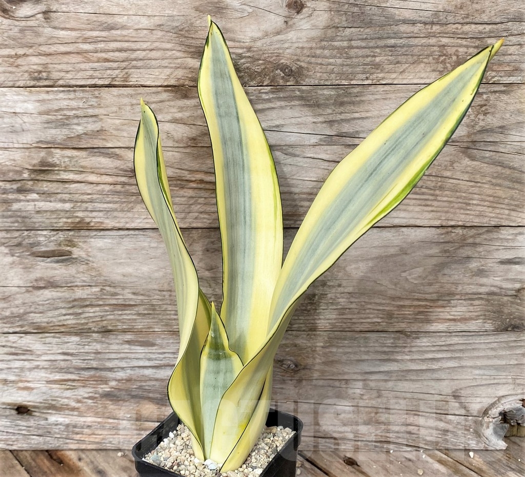 SHPR22077 Sansevieria 'Splash' - Obrázek 2