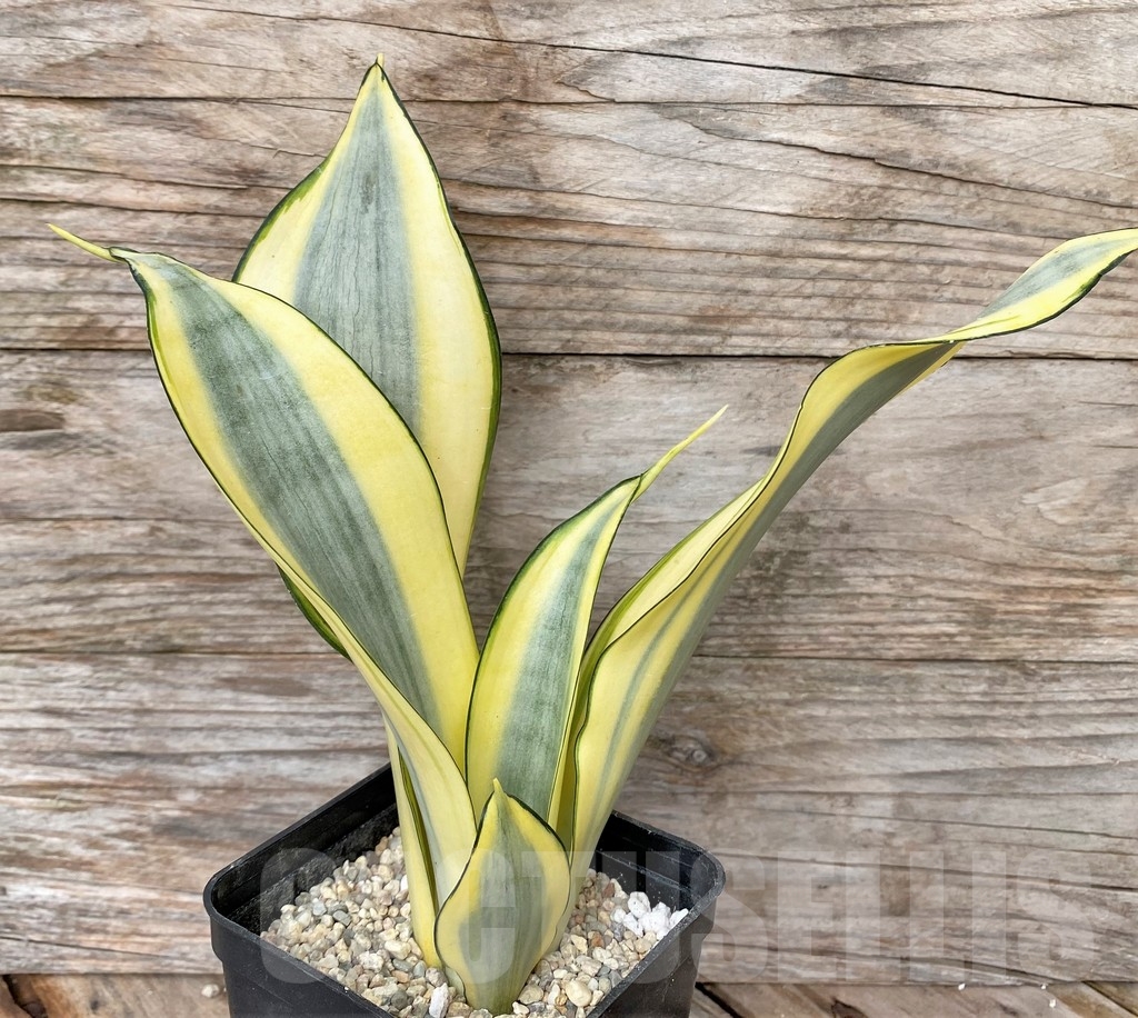 SHPR22078 Sansevieria 'Splash'