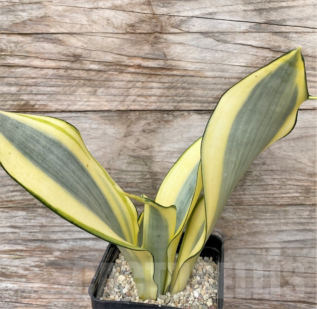 SHPR22078 Sansevieria 'Splash' - 画像 (2)