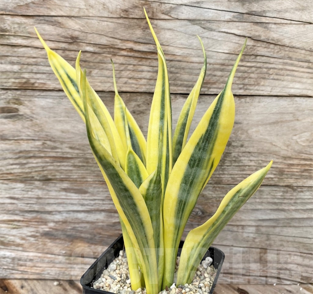 SHPR22079 Sansevieria 'Yellow Thrive'