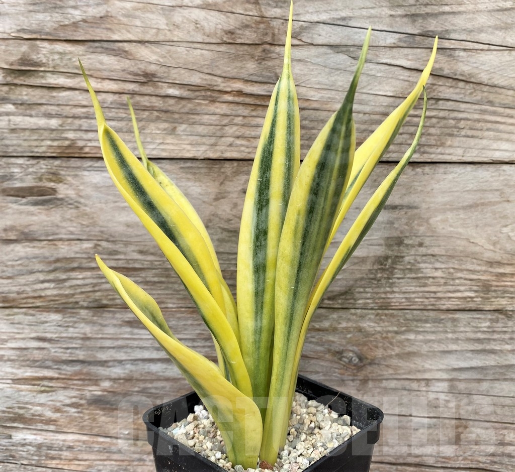 SHPR22079 Sansevieria 'Yellow Thrive' – Image 2