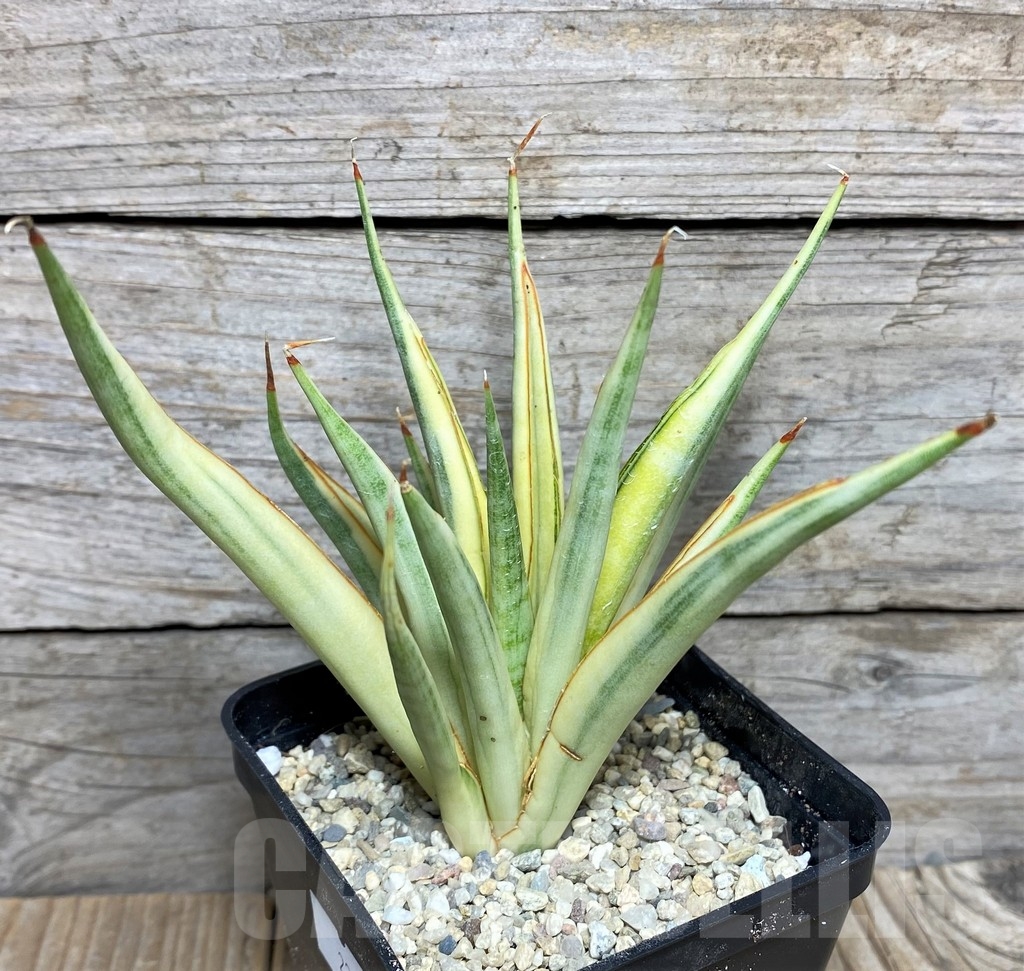 SHPR22081 Sansevieria gracilis – Image 2