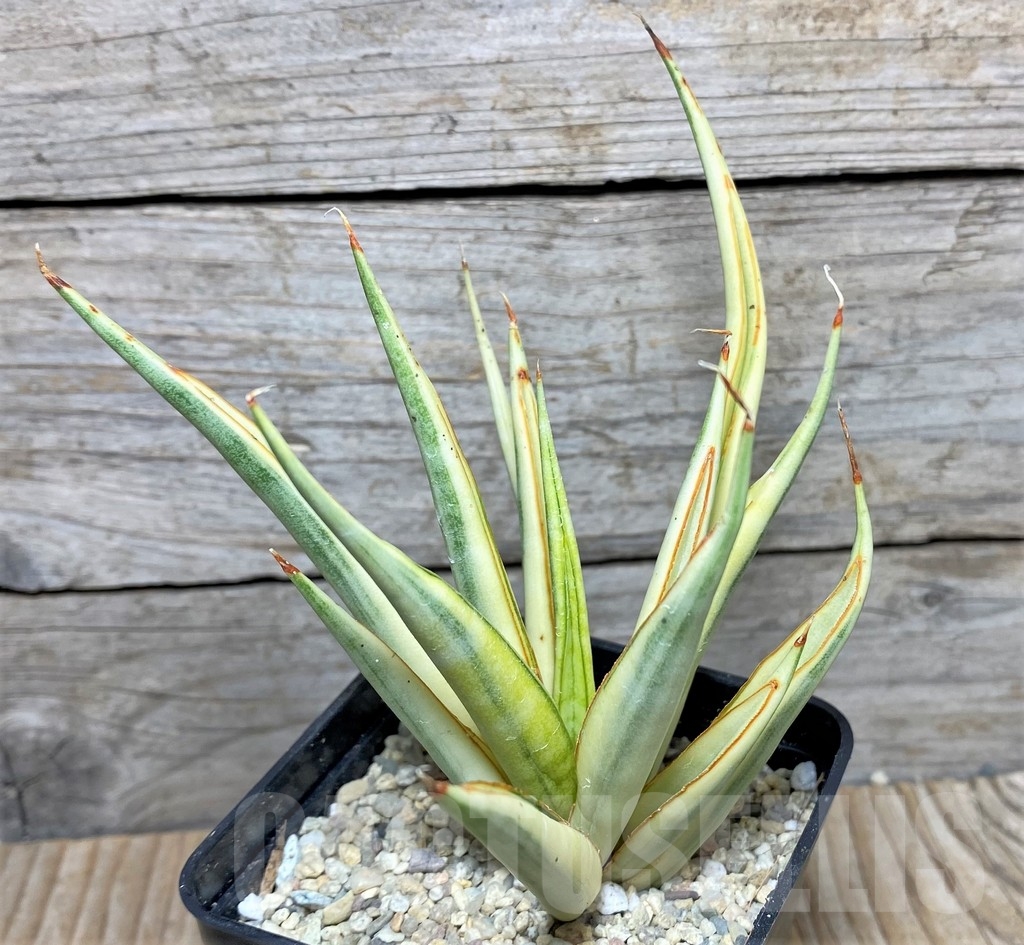 SHPR22081 Sansevieria gracilis