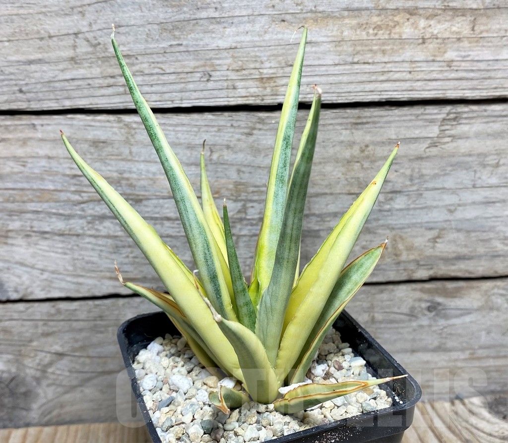 SHPR22082 Sansevieria gracilis