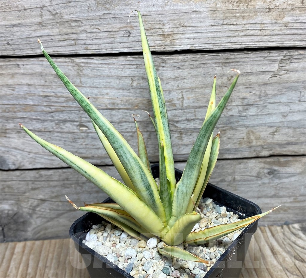 SHPR22082 Sansevieria gracilis - Image 2