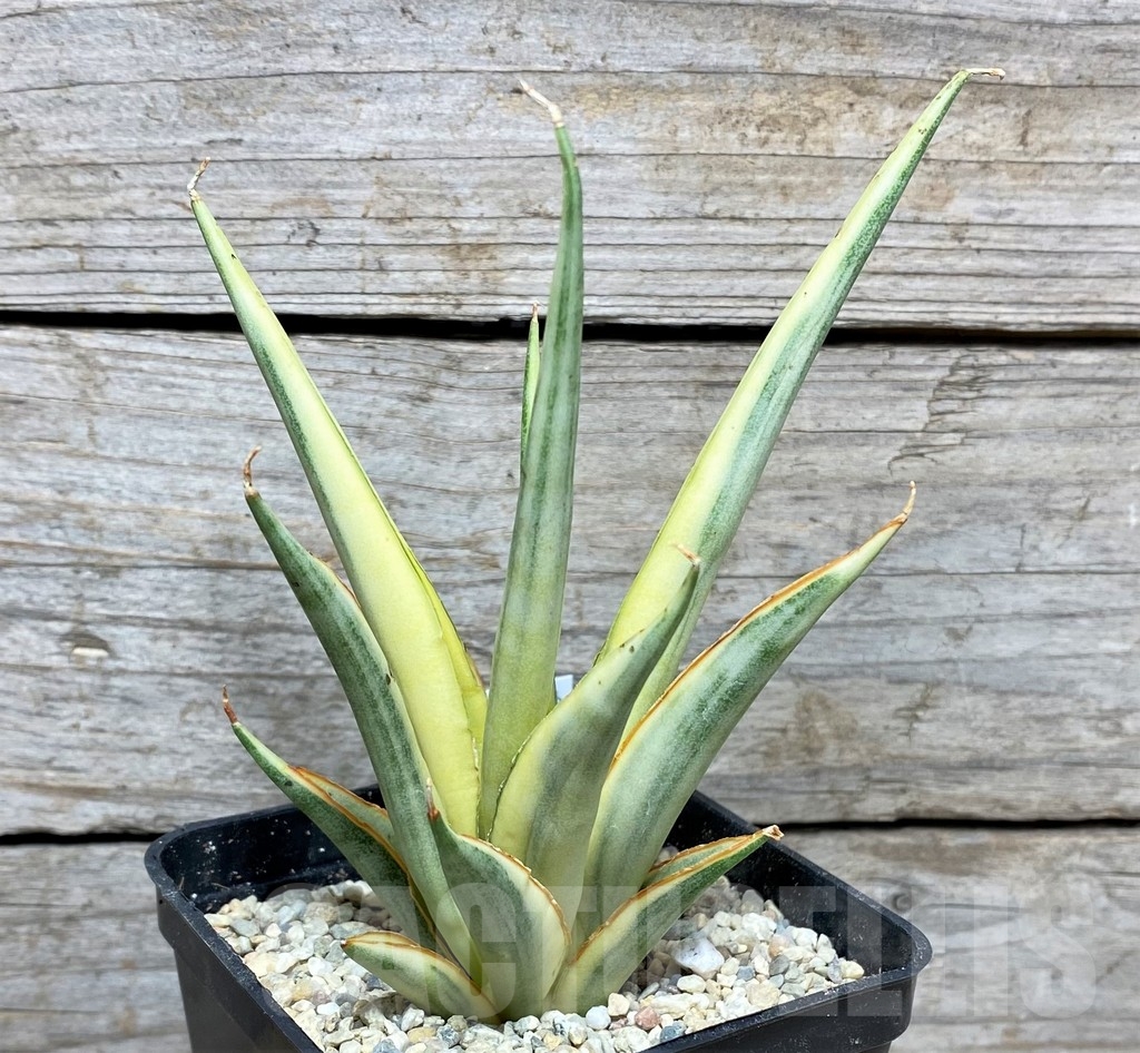 SHPR22083 Sansevieria gracilis
