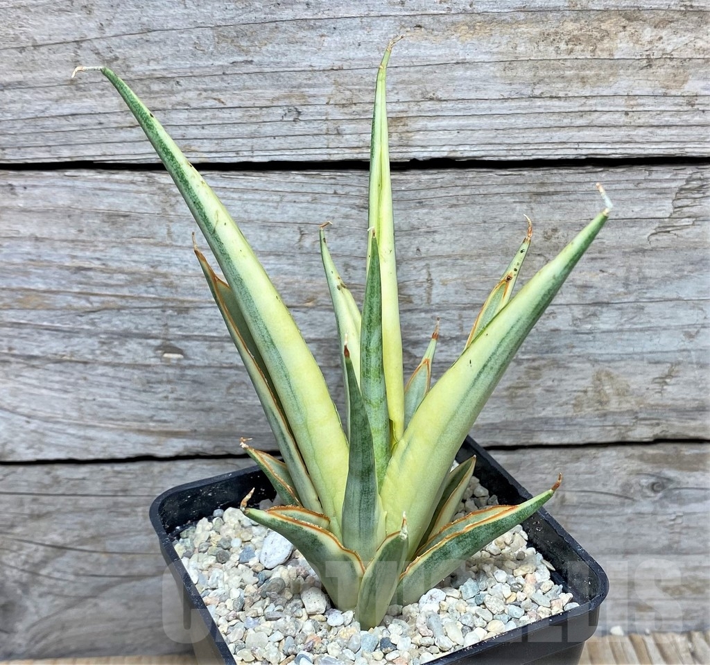 SHPR22083 Sansevieria gracilis - Image 2