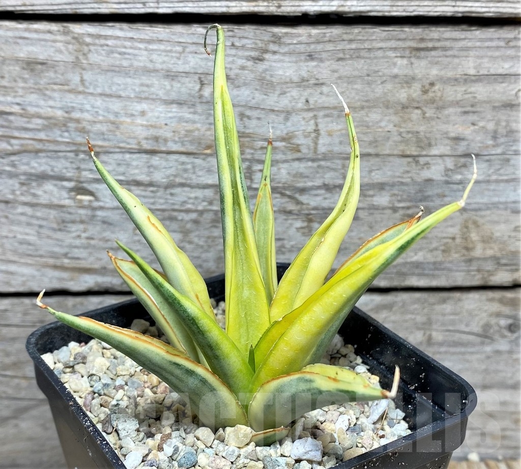 SHPR22085 Sansevieria gracilis