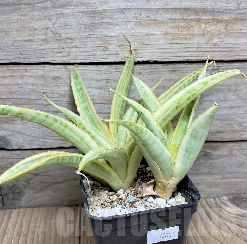 SHPR22086 Sansevieria 'Uganda' - Image 2