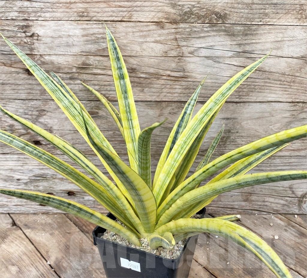 SHPR22087 Sansevieria 'Uganda' - Image 2