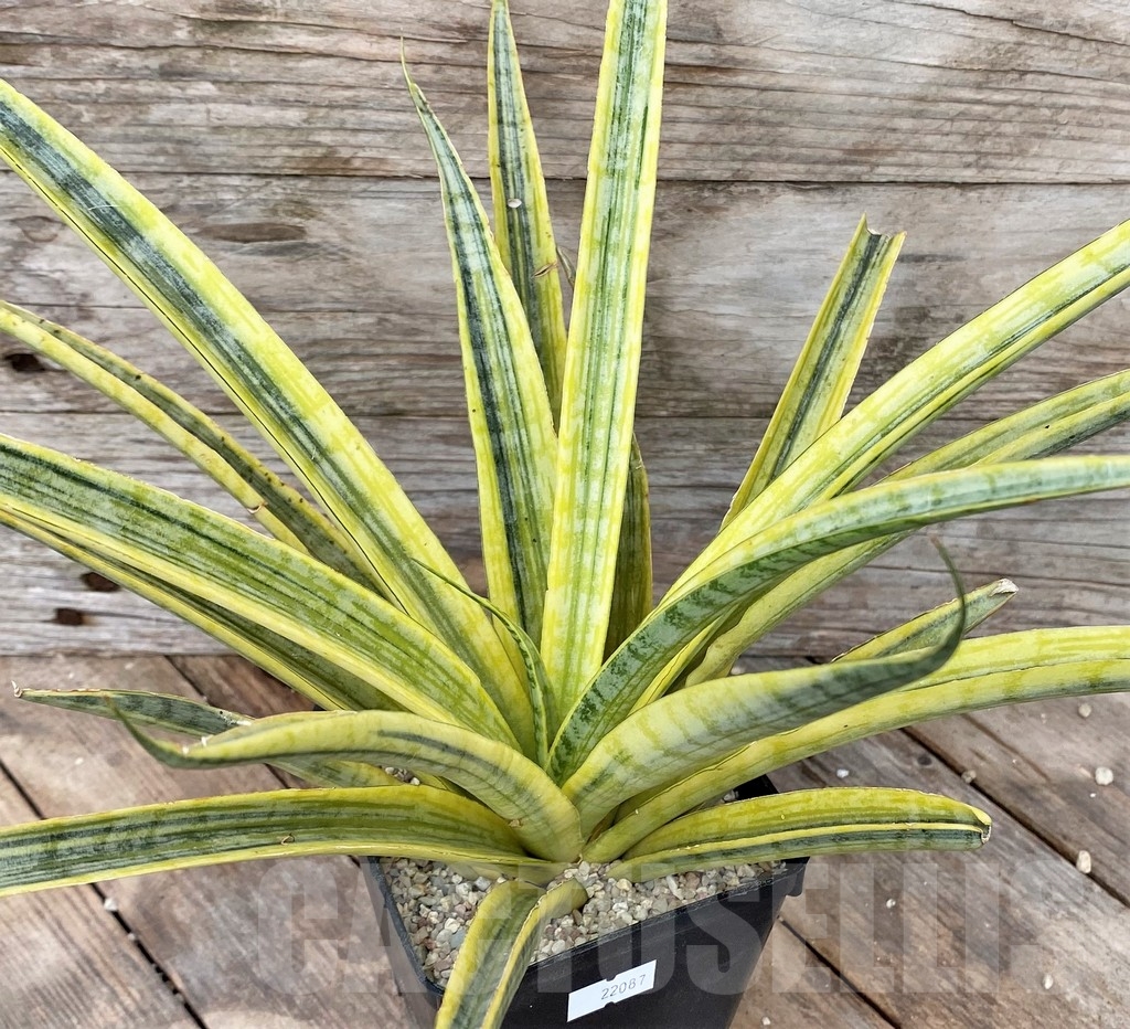 SHPR22087 Sansevieria 'Uganda'