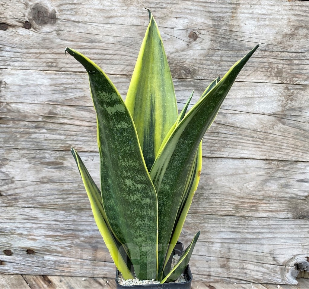 SHPR22088 Sansevieria 'Golden Flame' - immagine 2