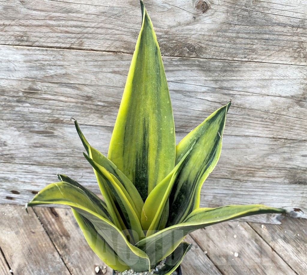 SHPR22088 Sansevieria 'Golden Flame'
