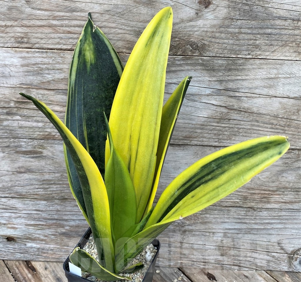 SHPR22089 Sansevieria 'Golden Flame'