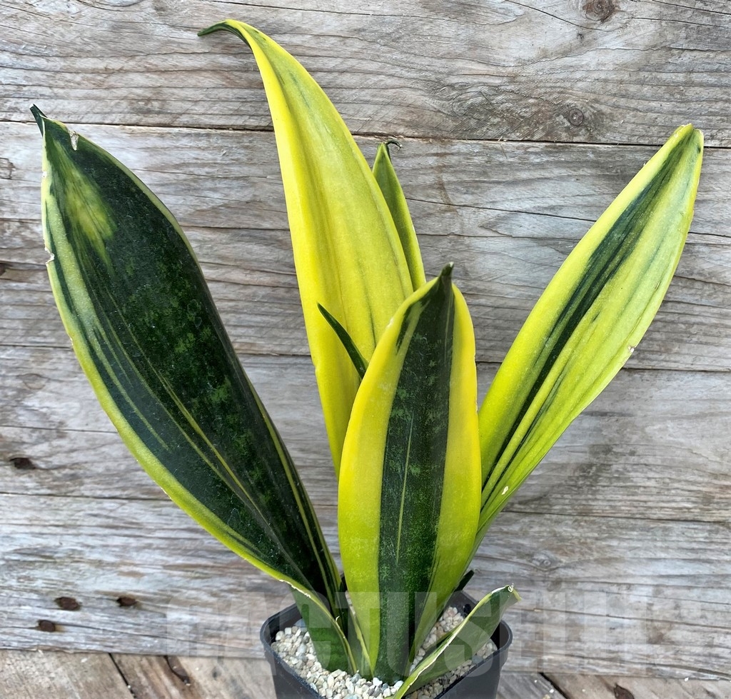 SHPR22089 Sansevieria 'Golden Flame' – Image 2