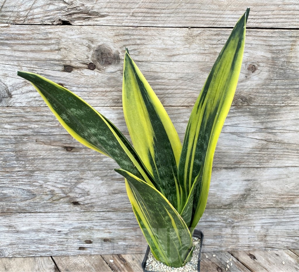 SHPR22091 Sansevieria 'Golden Flame'