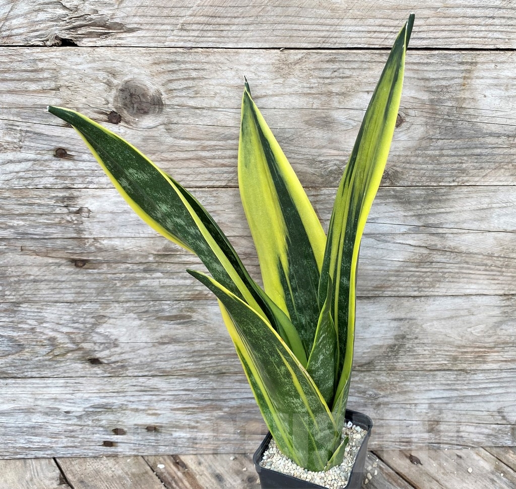 SHPR22091 Sansevieria 'Golden Flame' - Image 2