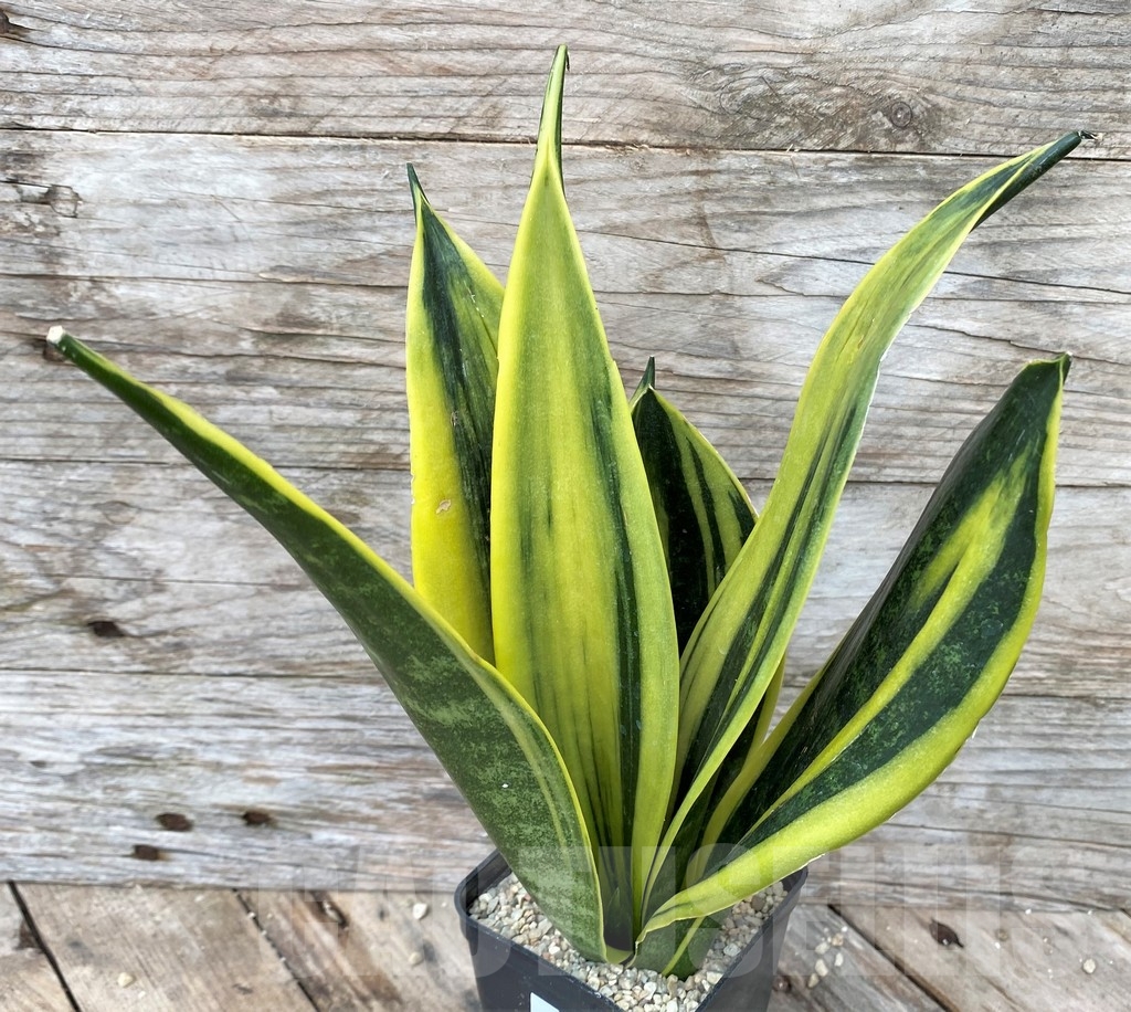 SHPR22092 Sansevieria 'Golden Flame' - immagine 2