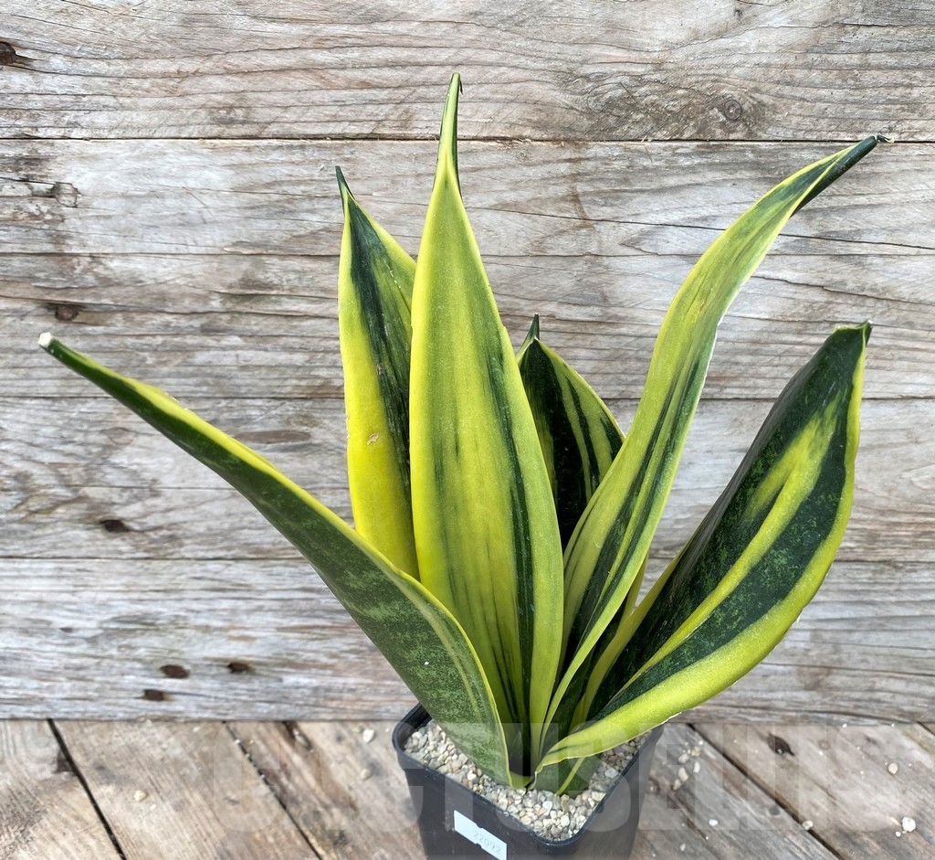 SHPR22092 Sansevieria 'Golden Flame'