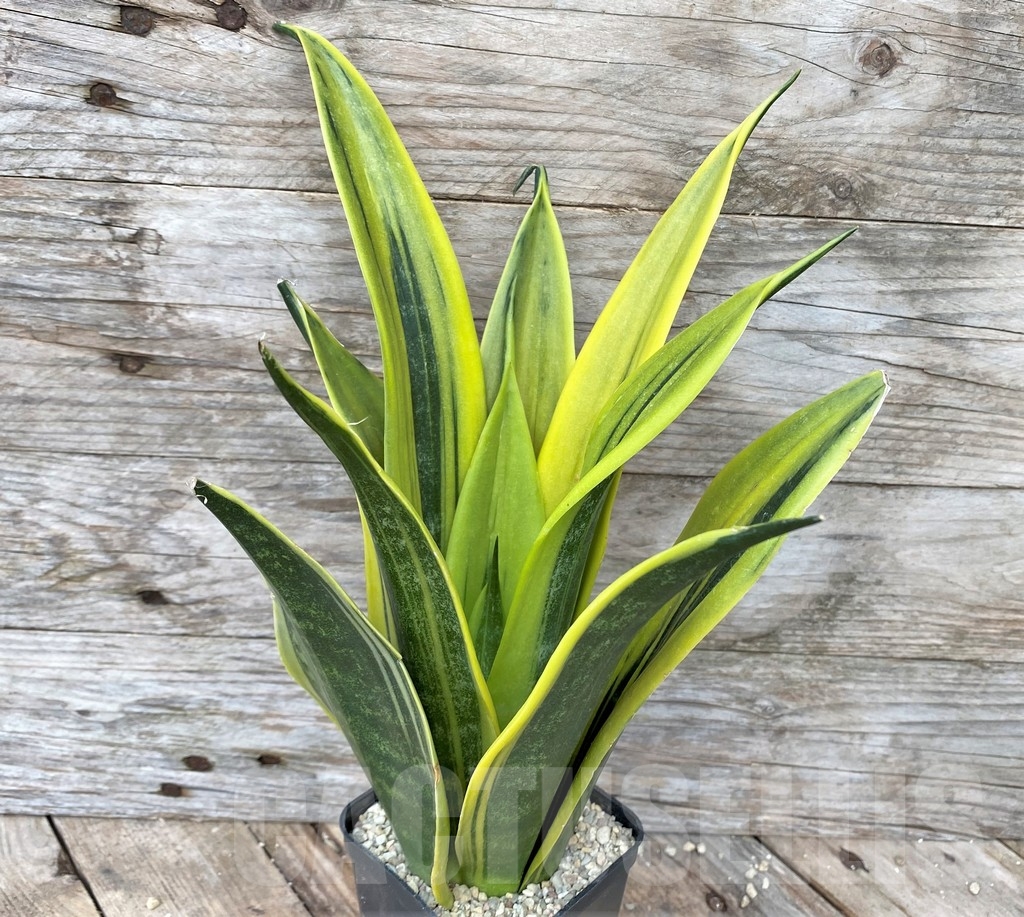 SHPR22093 Sansevieria 'Golden Flame' - Obrázek 2
