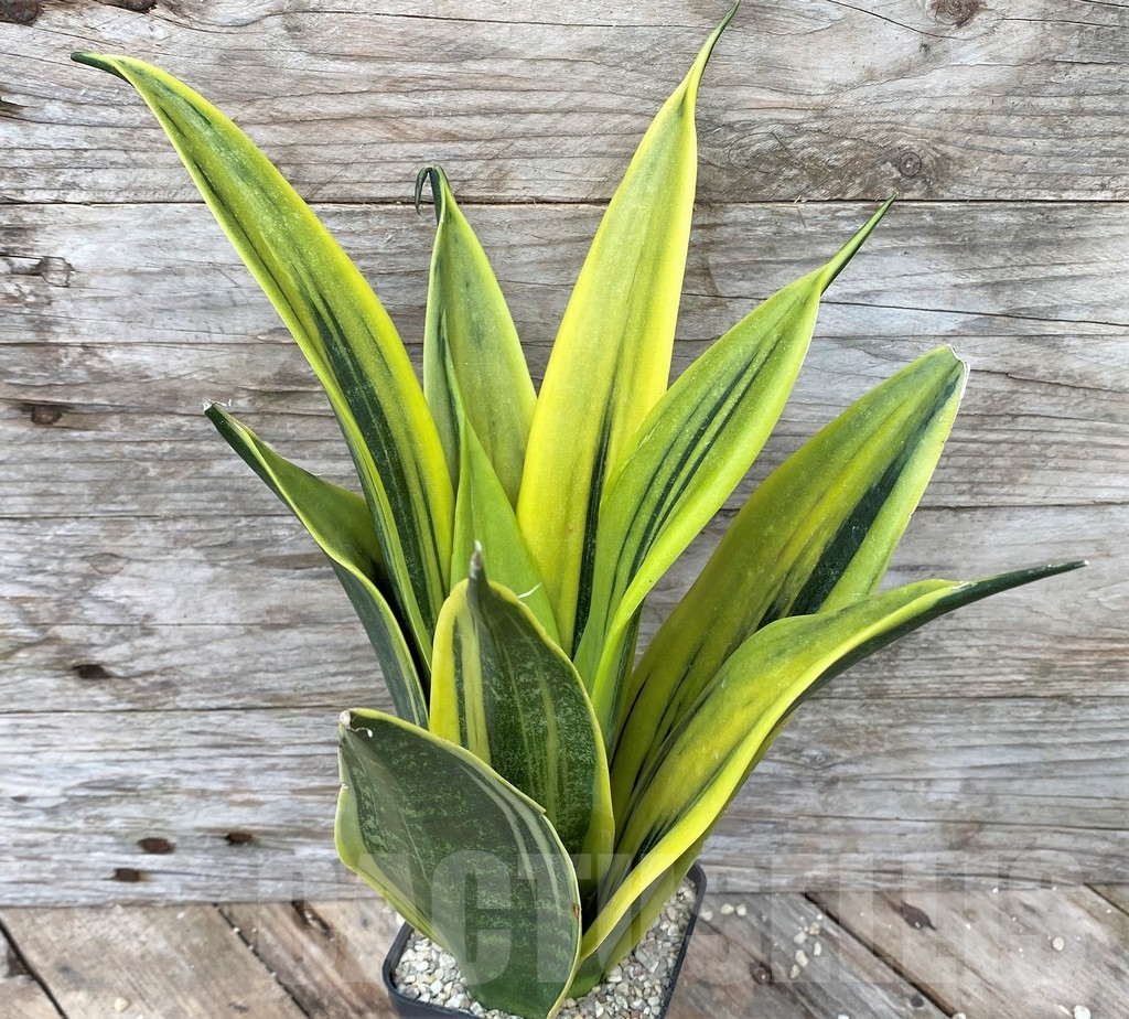 SHPR22093 Sansevieria 'Golden Flame'