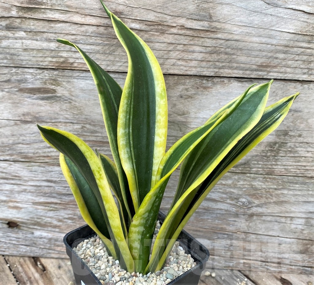 SHPR22094 Sansevieria 'Black Gold'