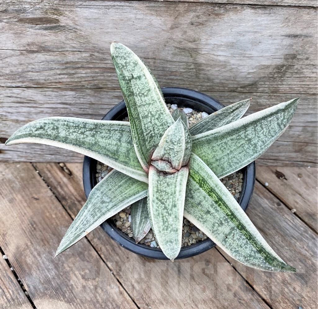 SHPR22095 Gasteria batesiana white - Obrázek 2