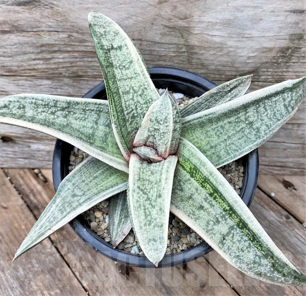 SHPR22095 Gasteria batesiana white