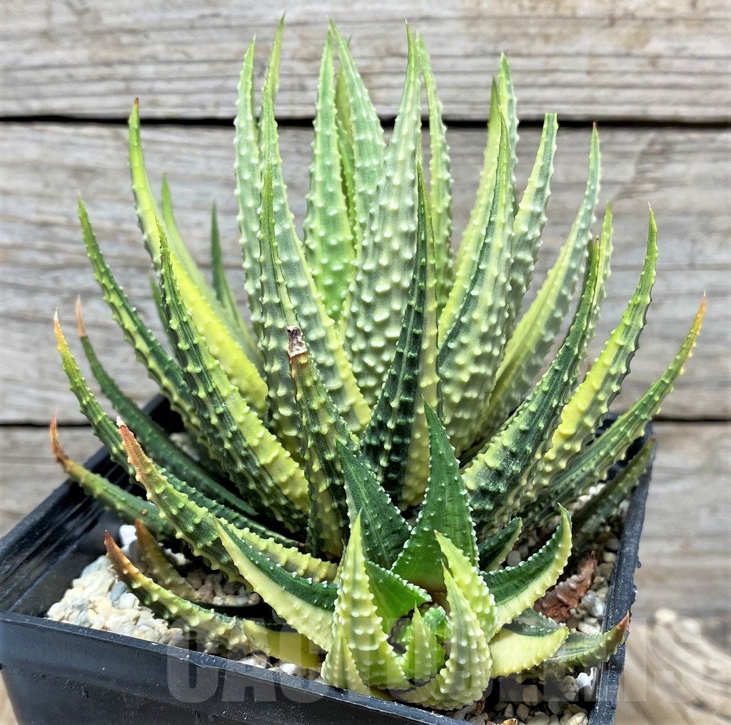 SHPR22164 Haworthia attenuata f. variegata