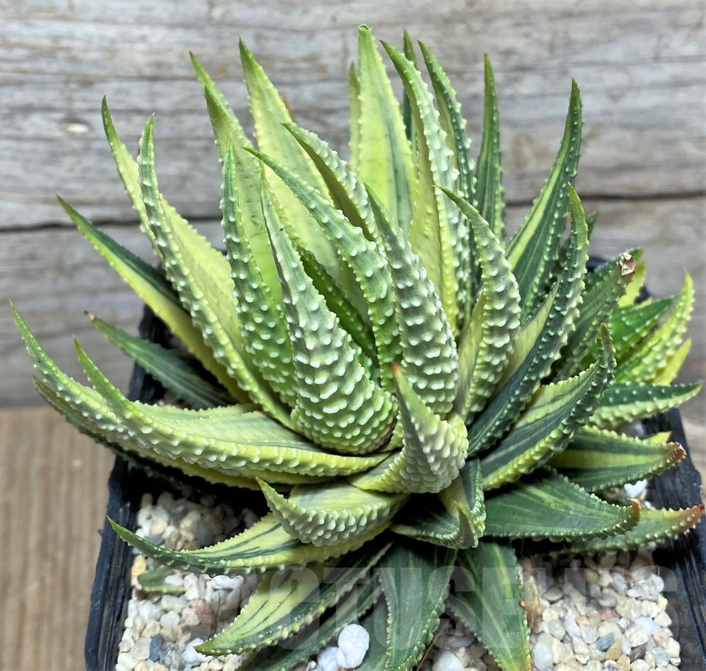 SHPR22164 Haworthia attenuata f. variegata - Obrázek 2