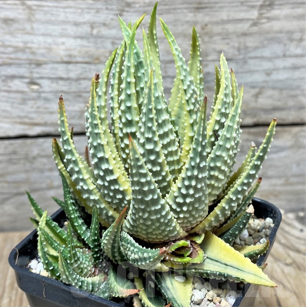 SHPR22165 Haworthia attenuata f. variegata - Obrázek 2