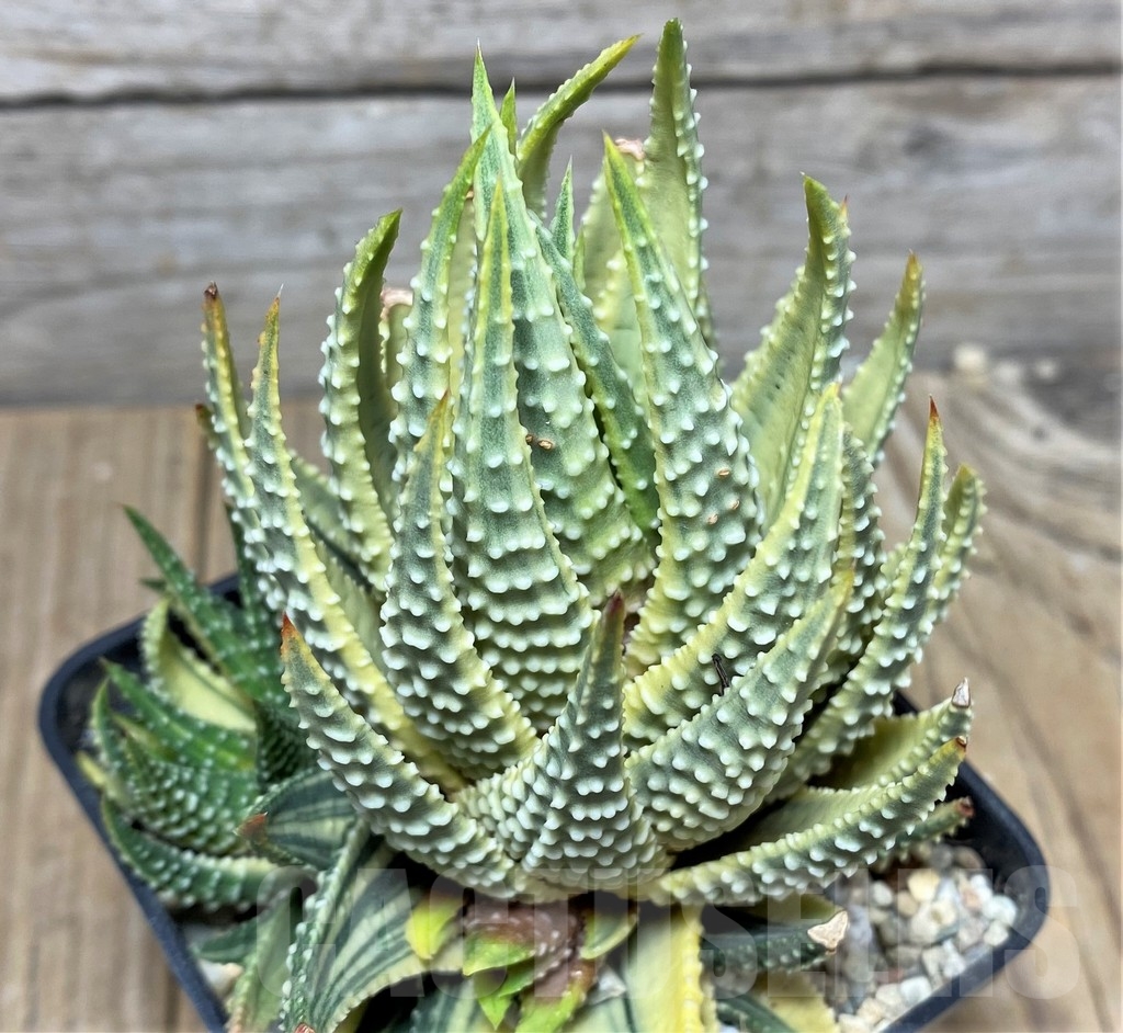 SHPR22165 Haworthia attenuata f. variegata
