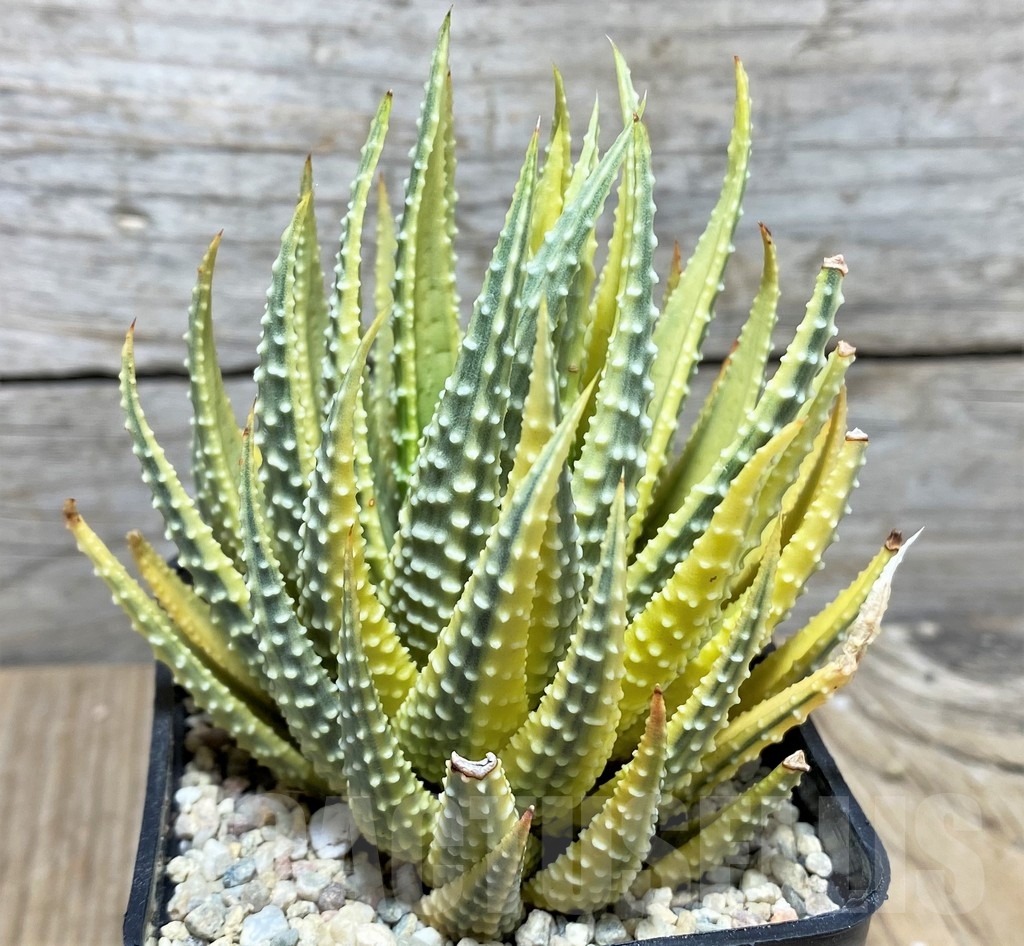 SHPR22167 Haworthia attenuata f. variegata - Imagen 2