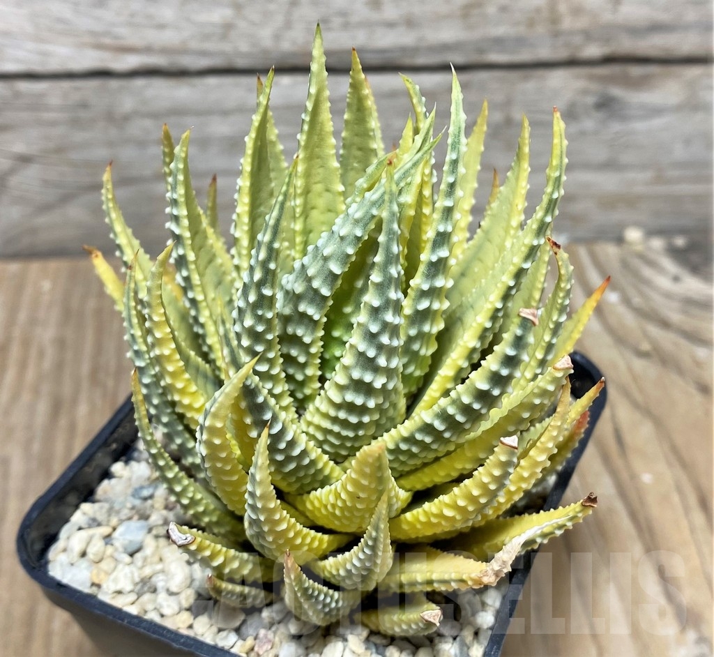 SHPR22167 Haworthia attenuata f. variegata