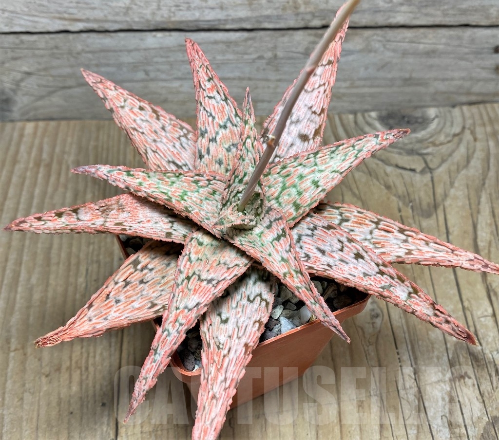 SHPR22215 Aloe 'Franco' x 'Vito' - Image 2