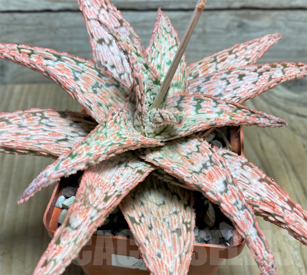 SHPR22215 Aloe 'Franco' x 'Vito'