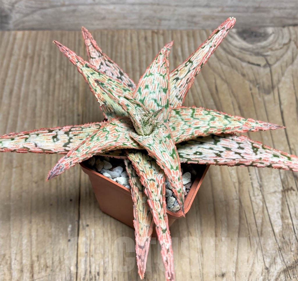 SHPR22216 Aloe 'Franco' x 'Vito' - Image 2