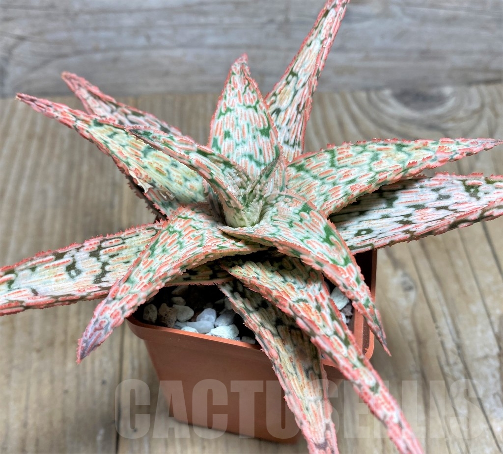 SHPR22216 Aloe 'Franco' x 'Vito'