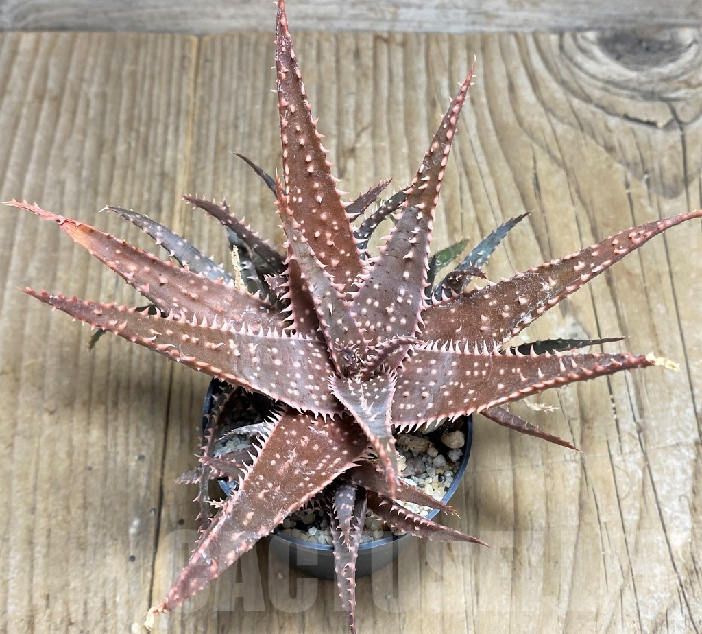 SHPR22221 Aloe hybrid - Image 2