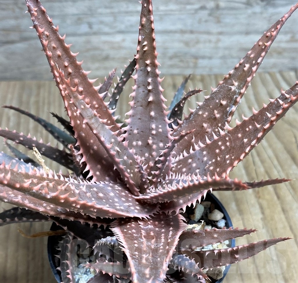 SHPR22221 Aloe hybrid
