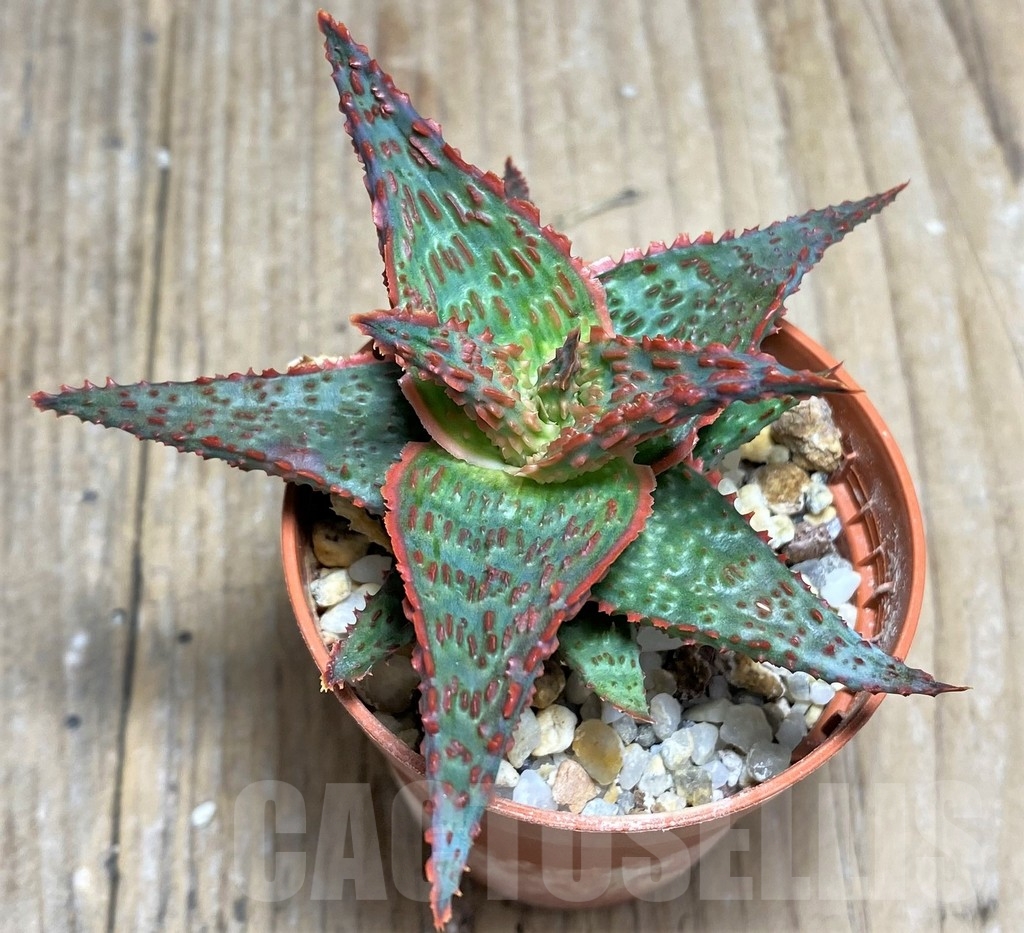 SHPR22223 Aloe hybrid – Image 2