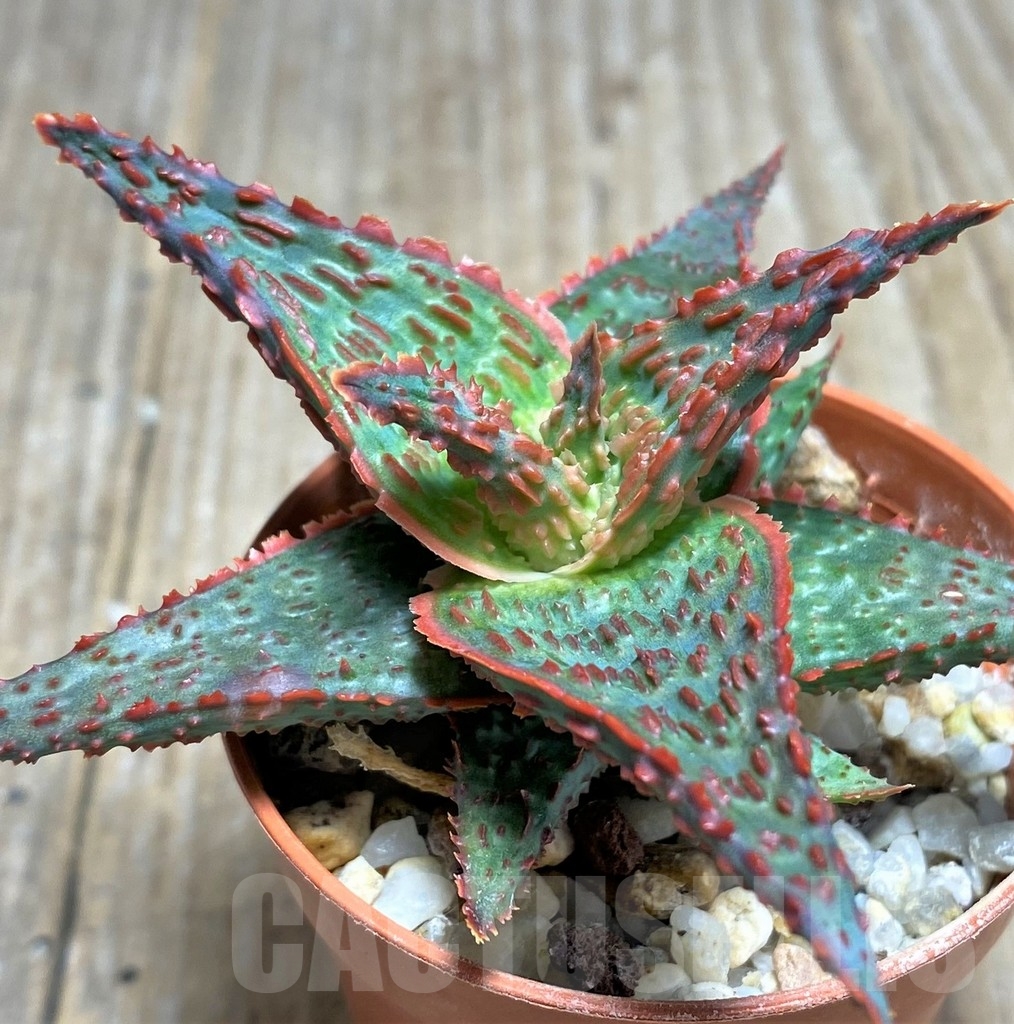 SHPR22223 Aloe hybrid