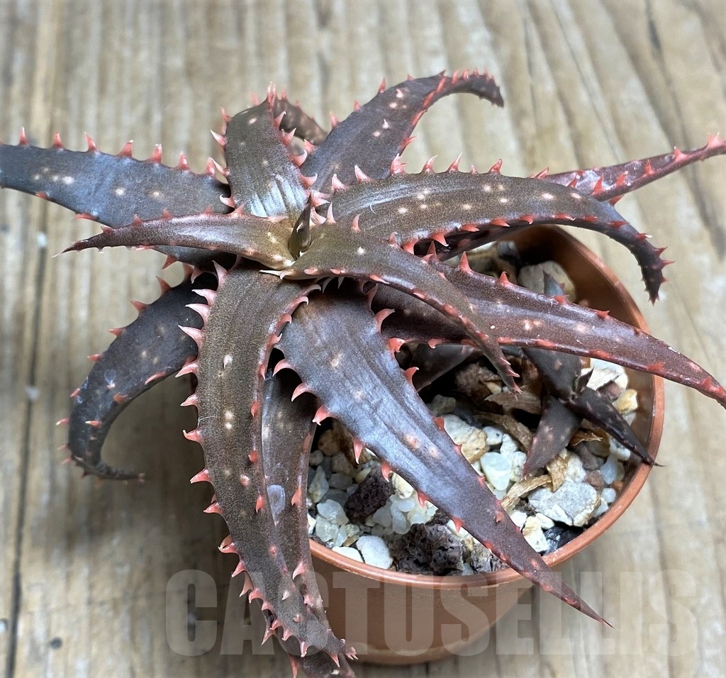 SHPR22224 Aloe bakeri x ‘Christmas Carol’ - Image 2